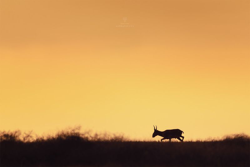 Вечерний забег фото превью