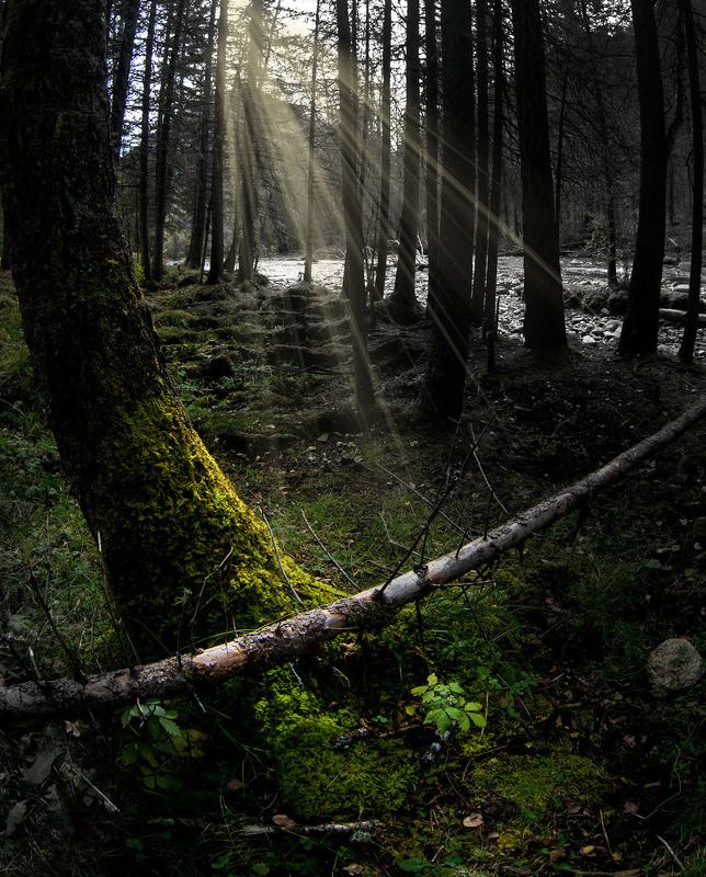 дерево фото превью