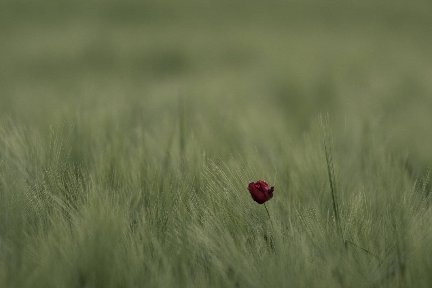 , Desislava Todorova