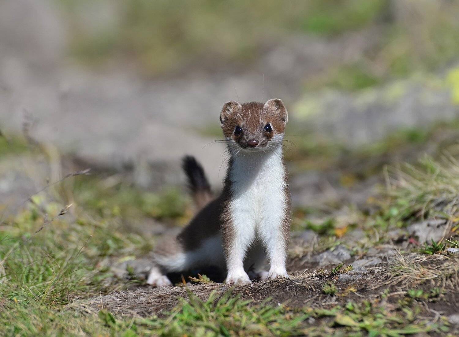 горностай, Хасан Журтов