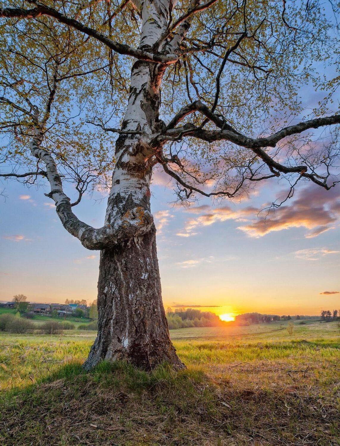 , Николай Андреев