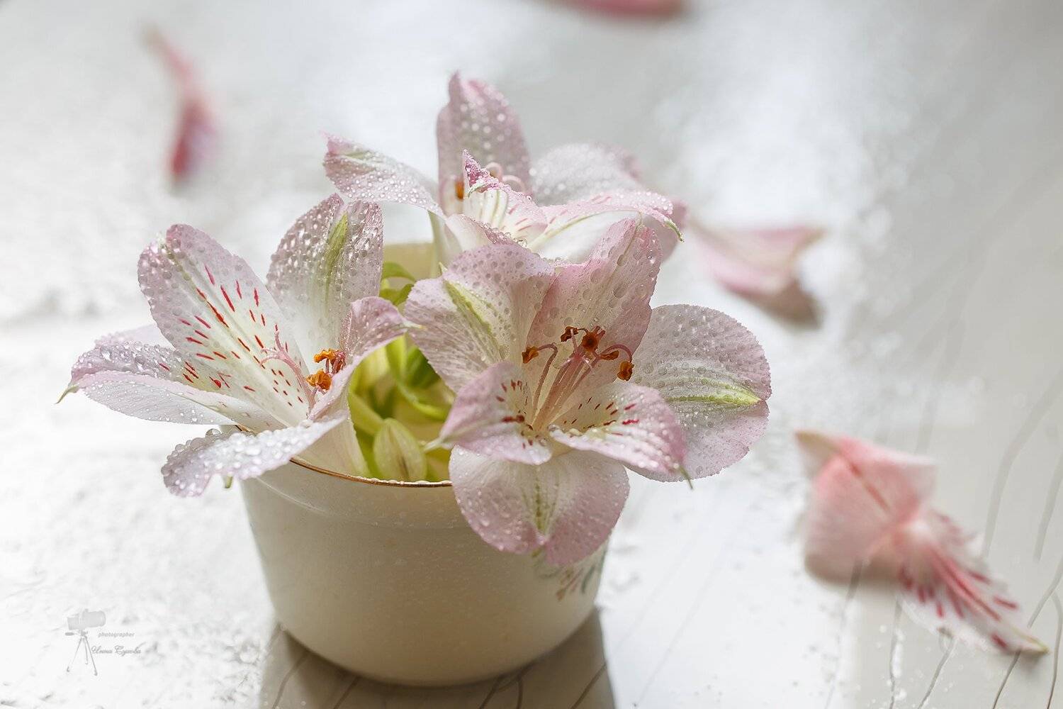 , Инна Сухова