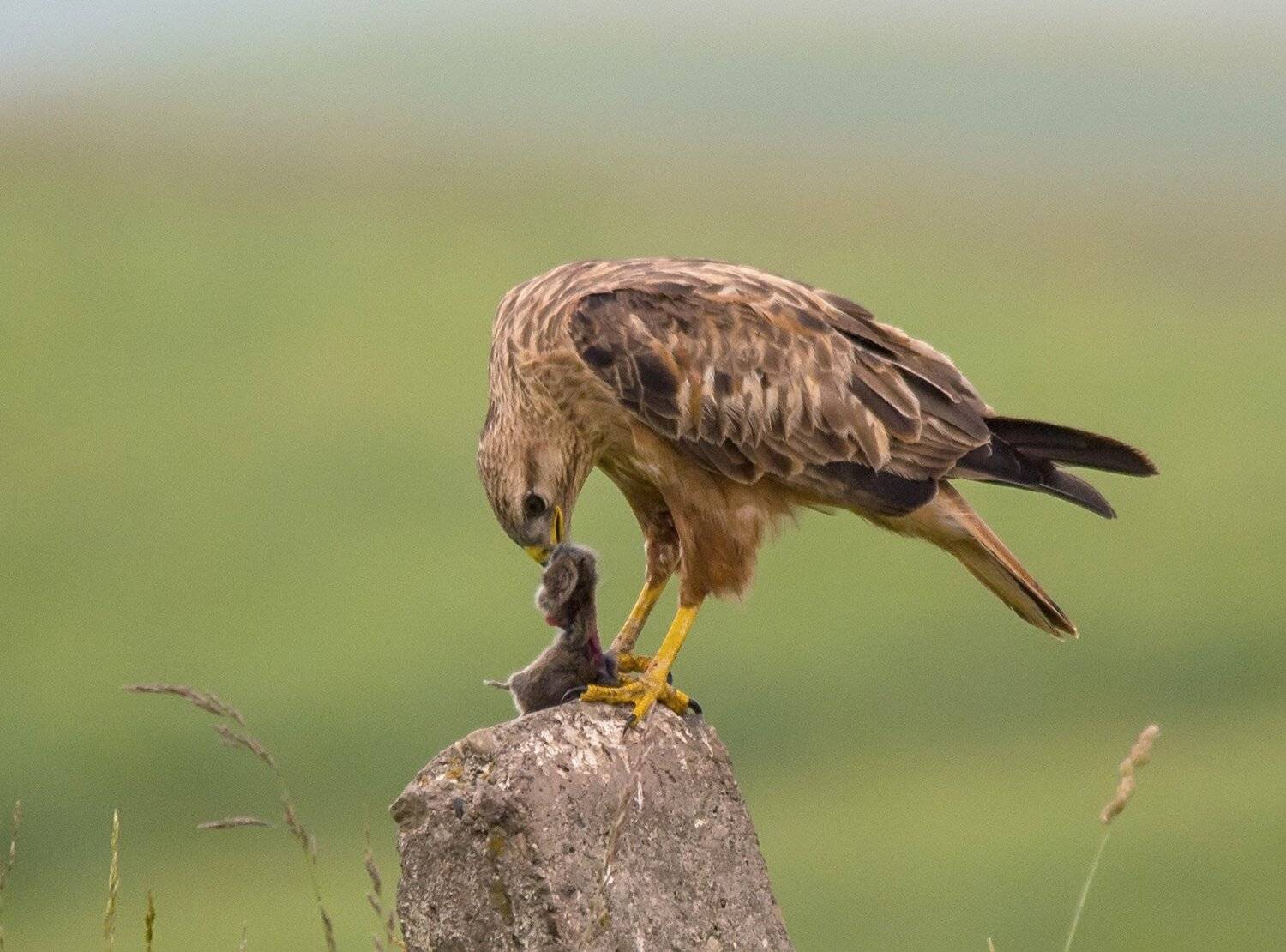 канюк, Хасан Журтов