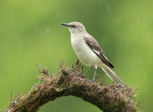Многоголосый пересмешник - Northern Mockingbird