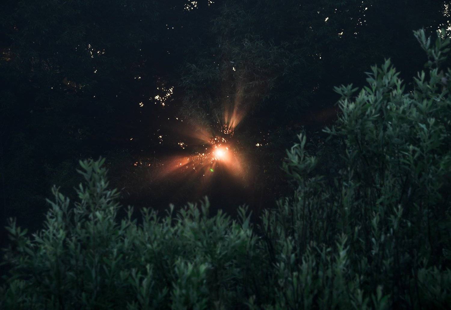 вечер, закат, ива, солнышко, солнце, листья, листва, деревья, свет, лучи, Ксения Соварцева