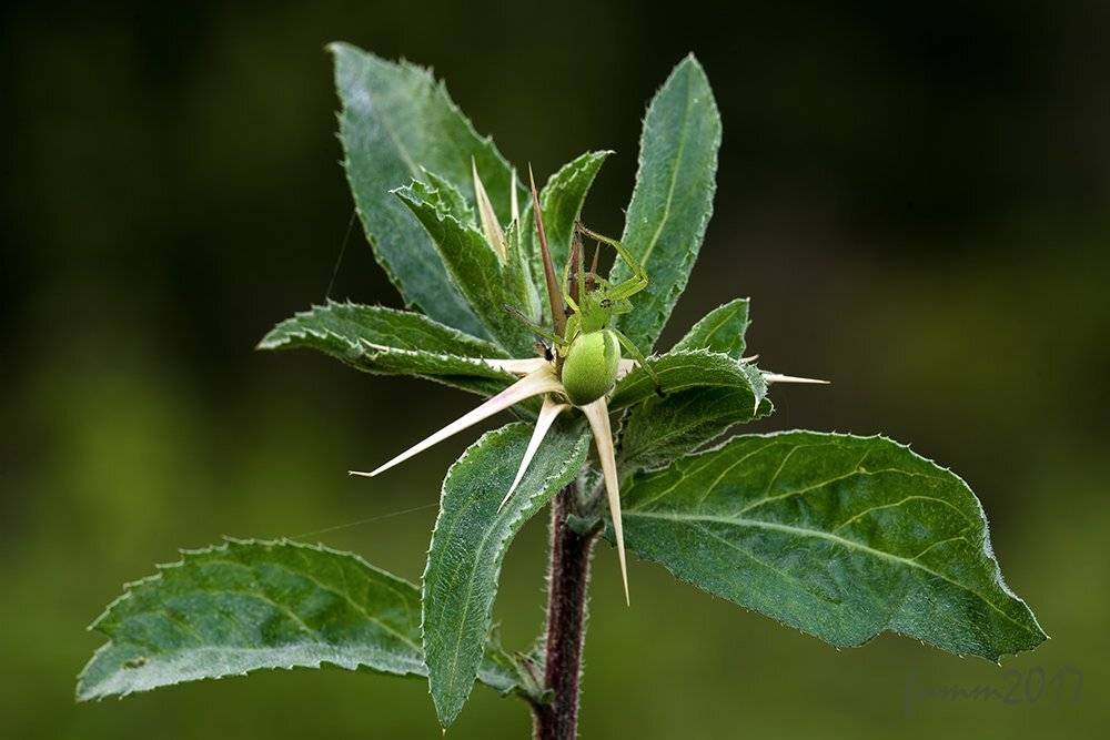 , Игорь ФУММ