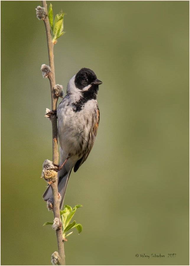 , Валерий Субачев