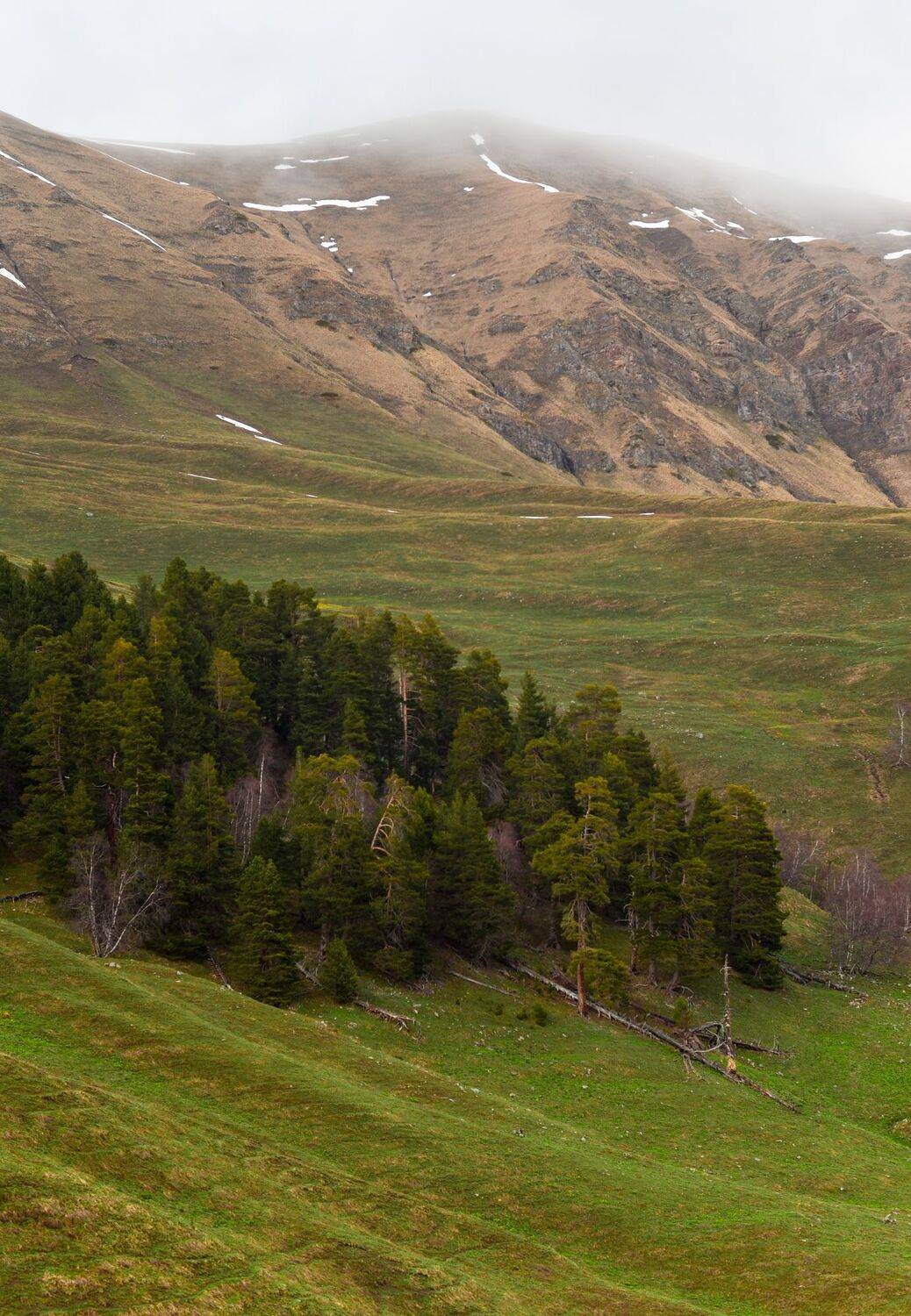 горы, облака, лес, Елена Шевченко