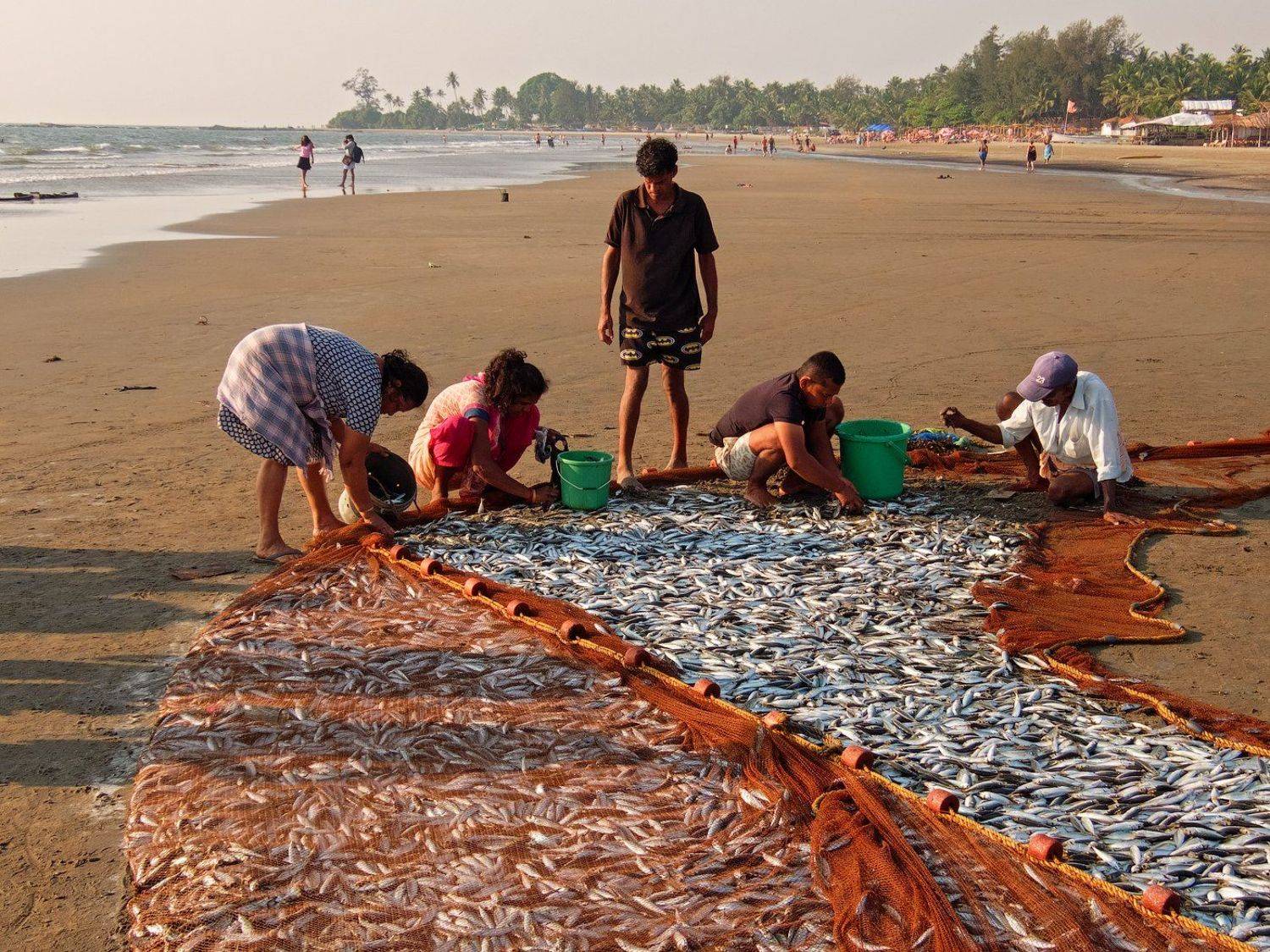 индия,гоа,рыбаки,вечер,рыба, Игорь Подобаев
