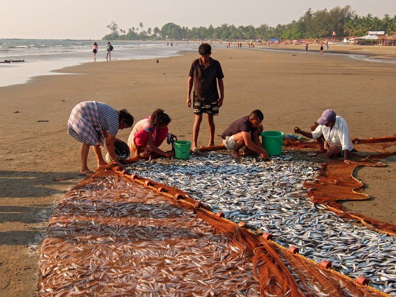 индия,гоа,рыбаки,вечер,рыба Вечерний улов фото превью