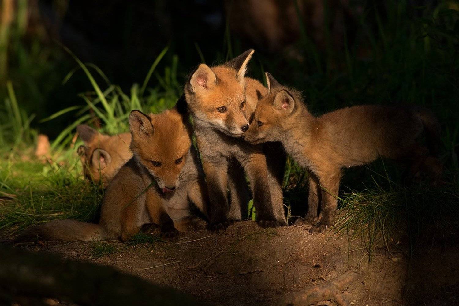 fox,animals, olesniczanin