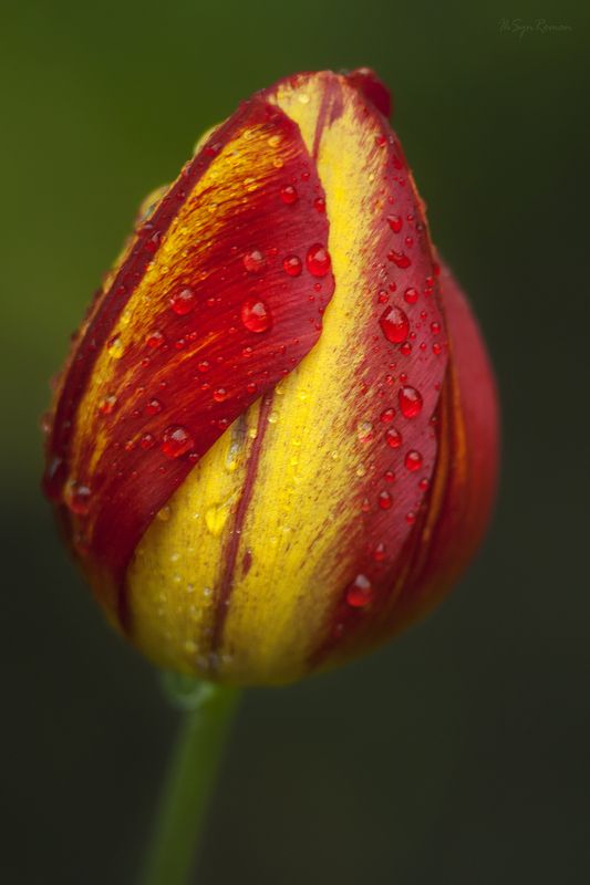 цветок,тюльпан,капли Фанфан ... фото превью