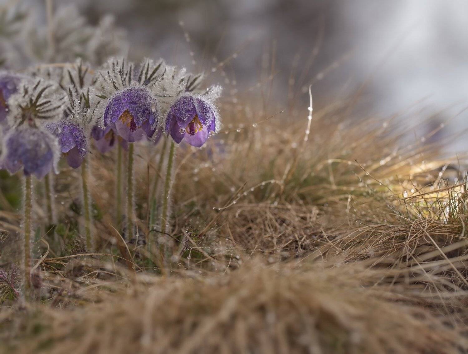 сон-трава, прострел, якутия, нерюнгри, май, Евгения Левина