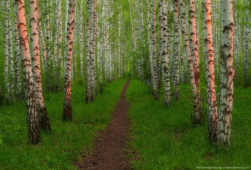 Закат в березовой роще