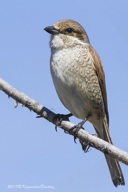 Сорокопут-жулан фото превью