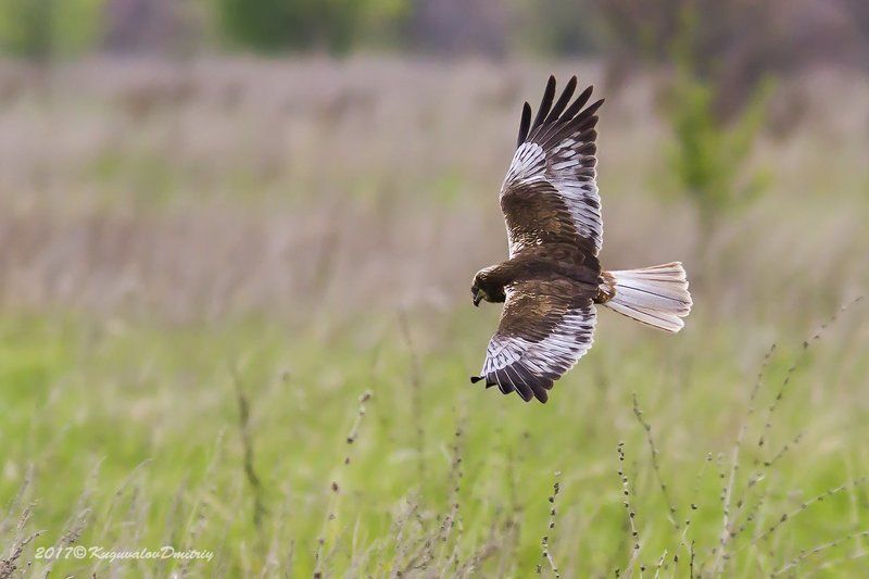 Лунь болотный фото превью