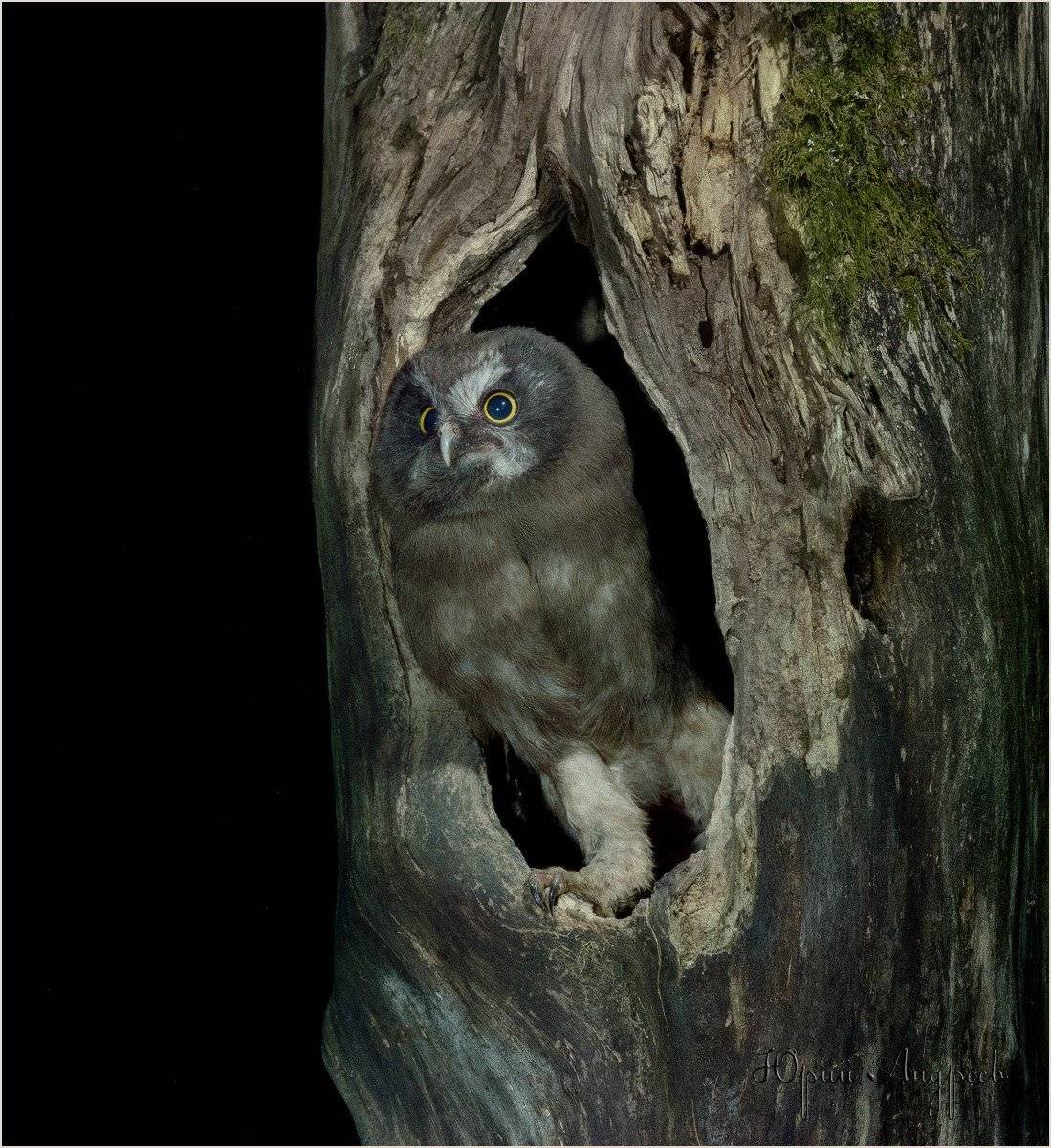 сыч мохноногий, Юрий Андреев