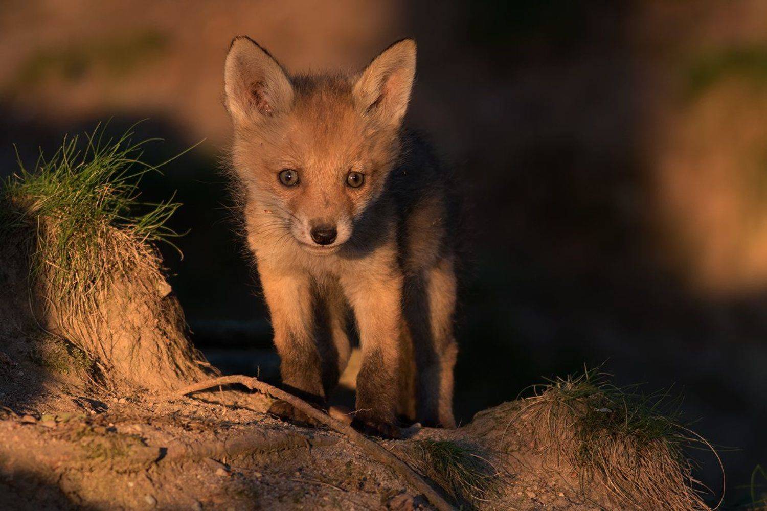 animals,fox., olesniczanin