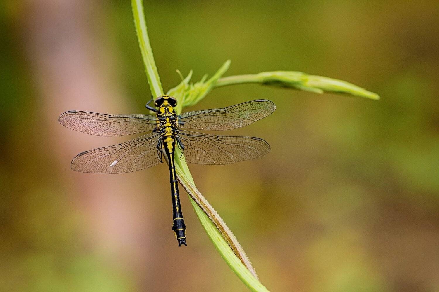 стрекоза, лист, свет, вон, макро, глаза, Юрий Котов