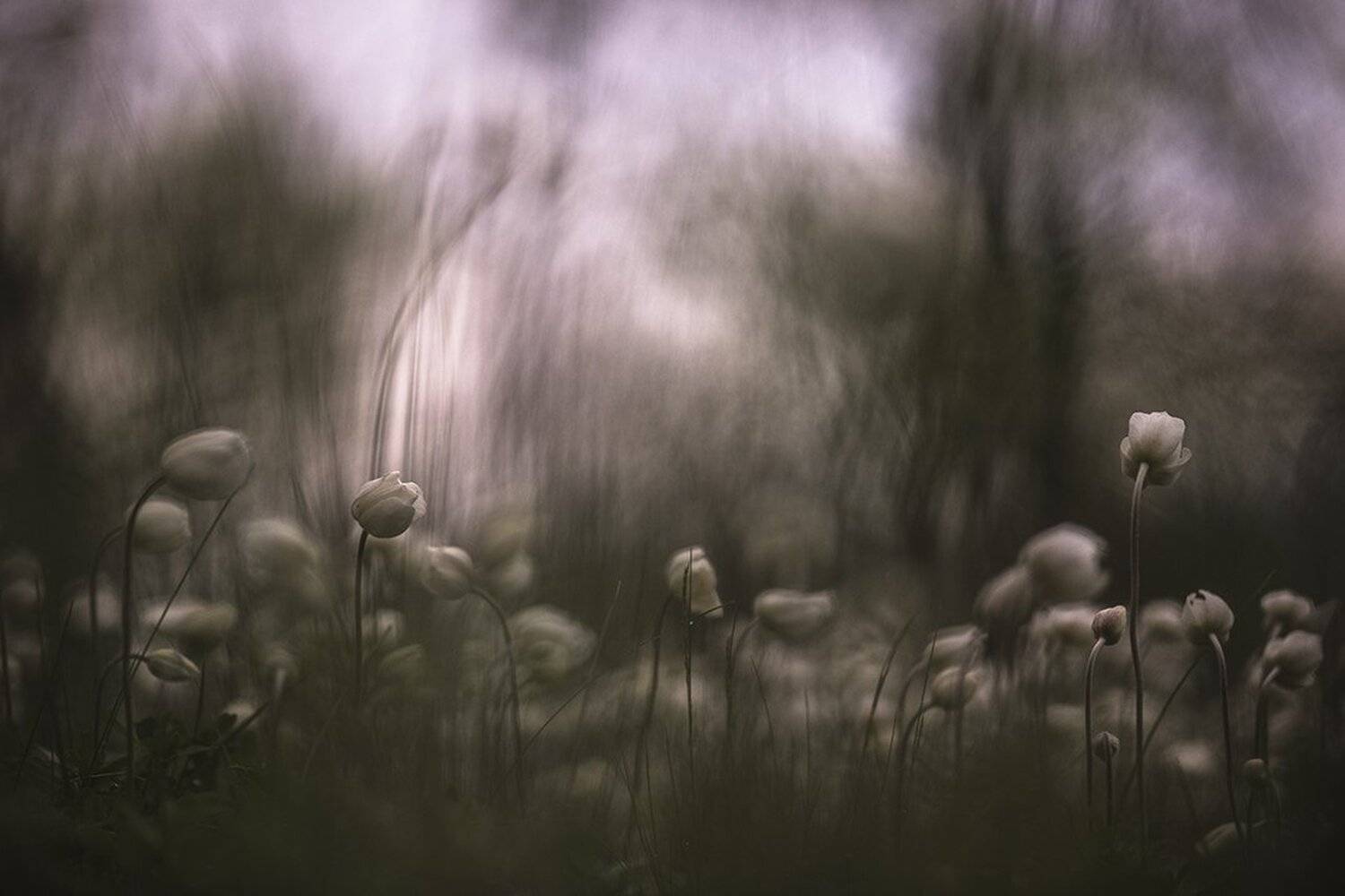 ветренца, свет, цвет, гроза, предчуствие, стихия, краски, дивногорье, Геннадий Мещеряков