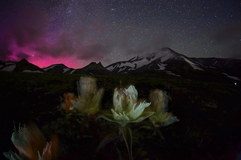 камчатка, ночь, вулкан, цветы, полярное сияние, звезды Краски камчатской ночи фото превью
