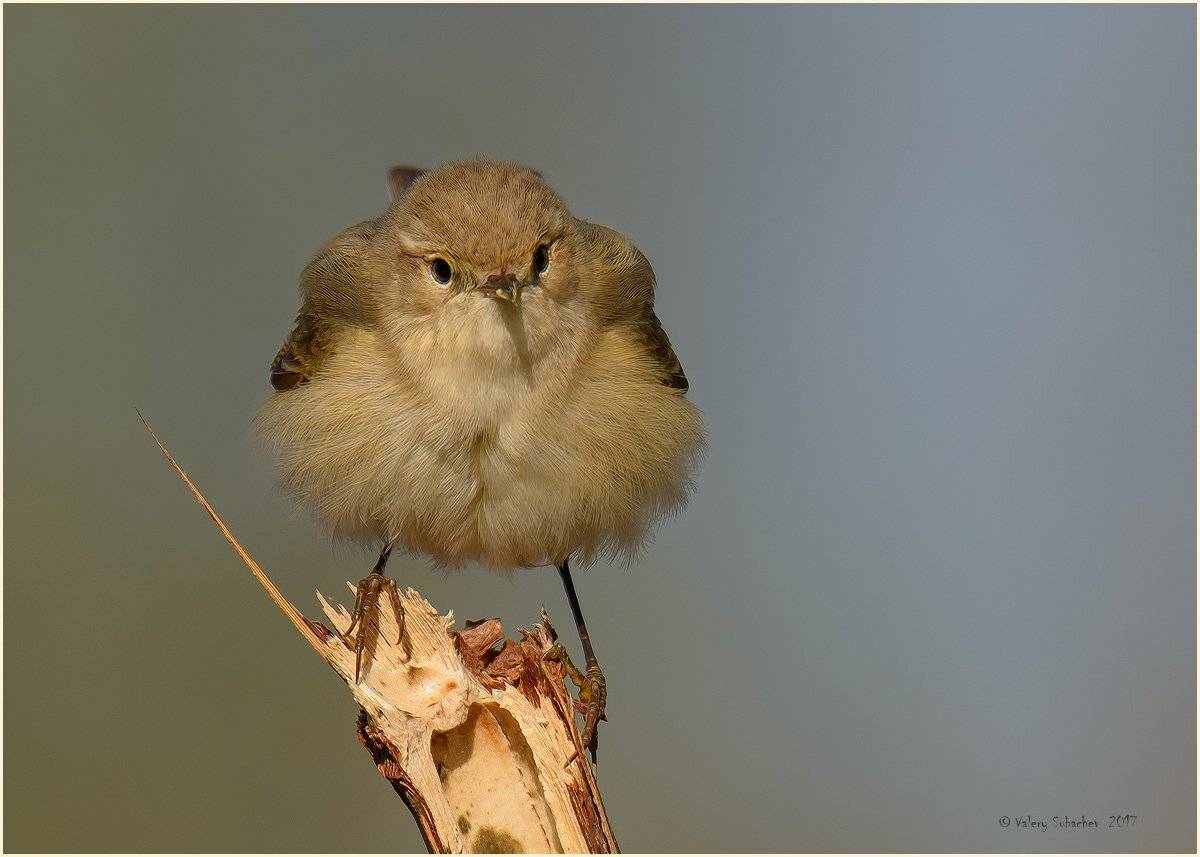 , Валерий Субачев