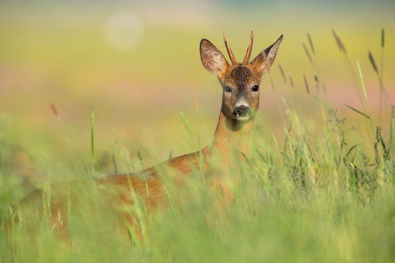 Young goat фото превью