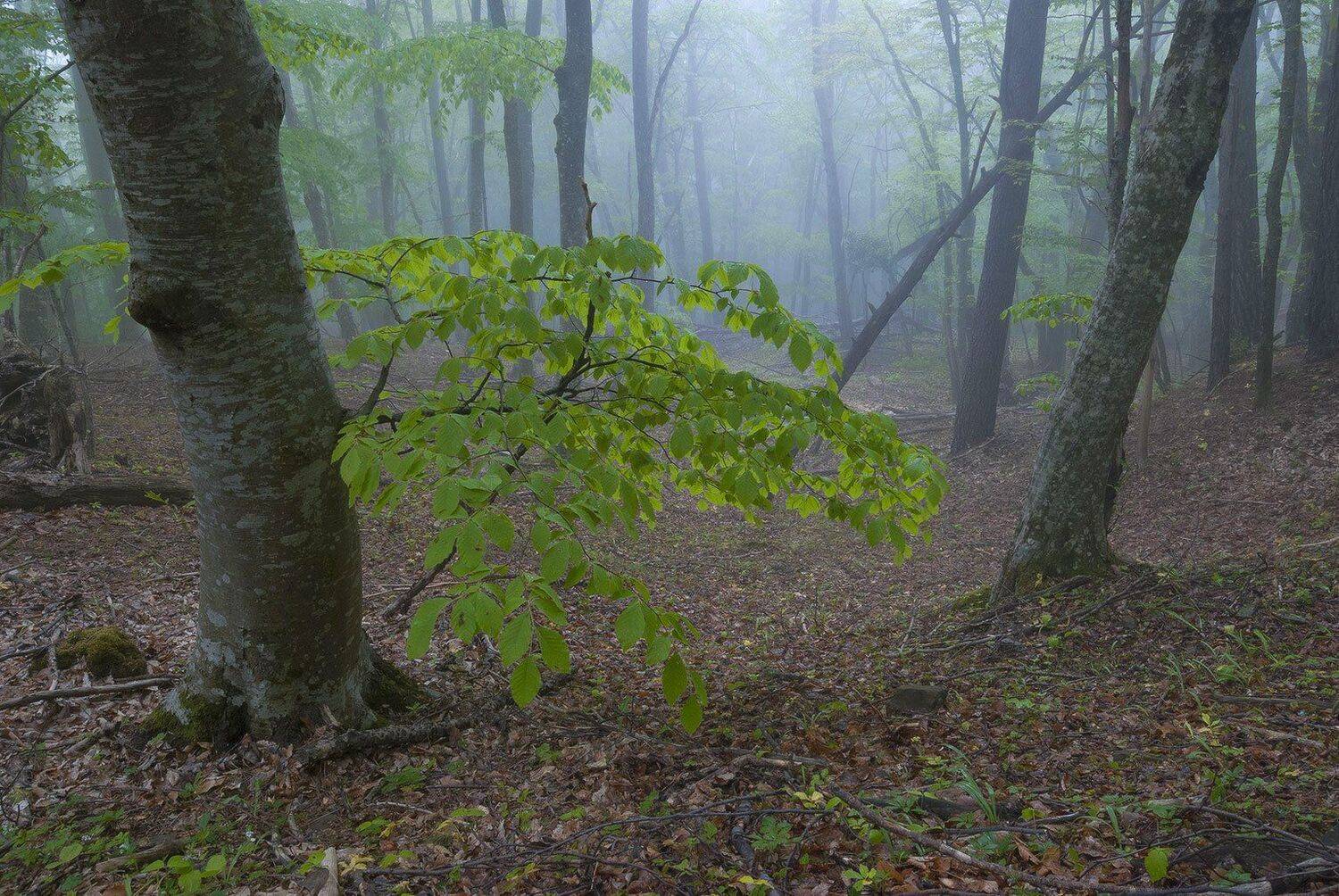 , Саша  Вайсберг / Waldschnepfe /