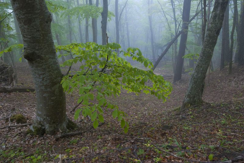 Майский лес. фото превью