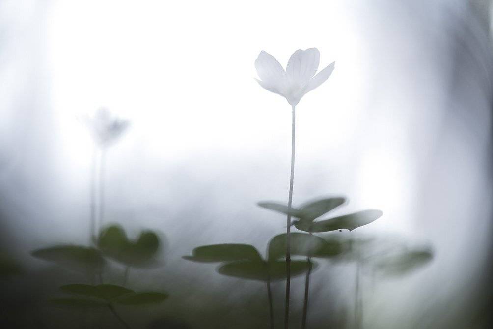 , Иваненко Светлана