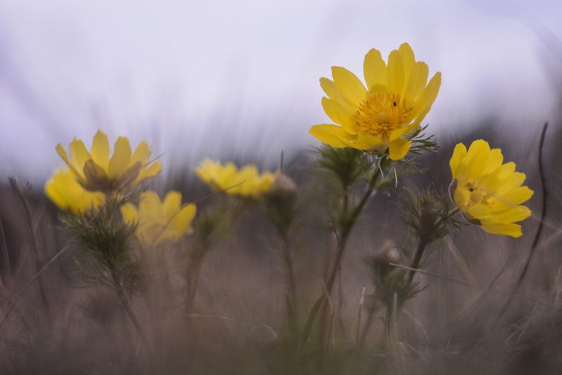 адонис, природа, май, весна, цветок, первоцвет, растения, природа, день, макро, россия, татарстан, пробуждение, адонис весенний Первоцветы фото превью