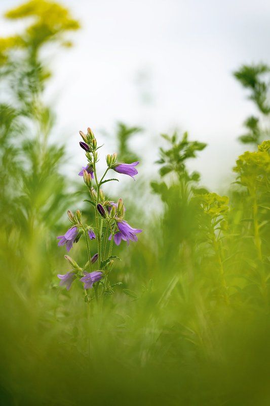 цветы,цветок,макро,растения,боке,колокольчик,bell,macro,flower,plant,bokeh Никто кроме тебя фото превью
