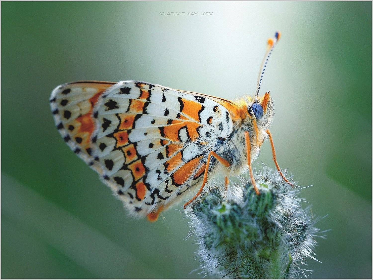 , Владимир Каюков