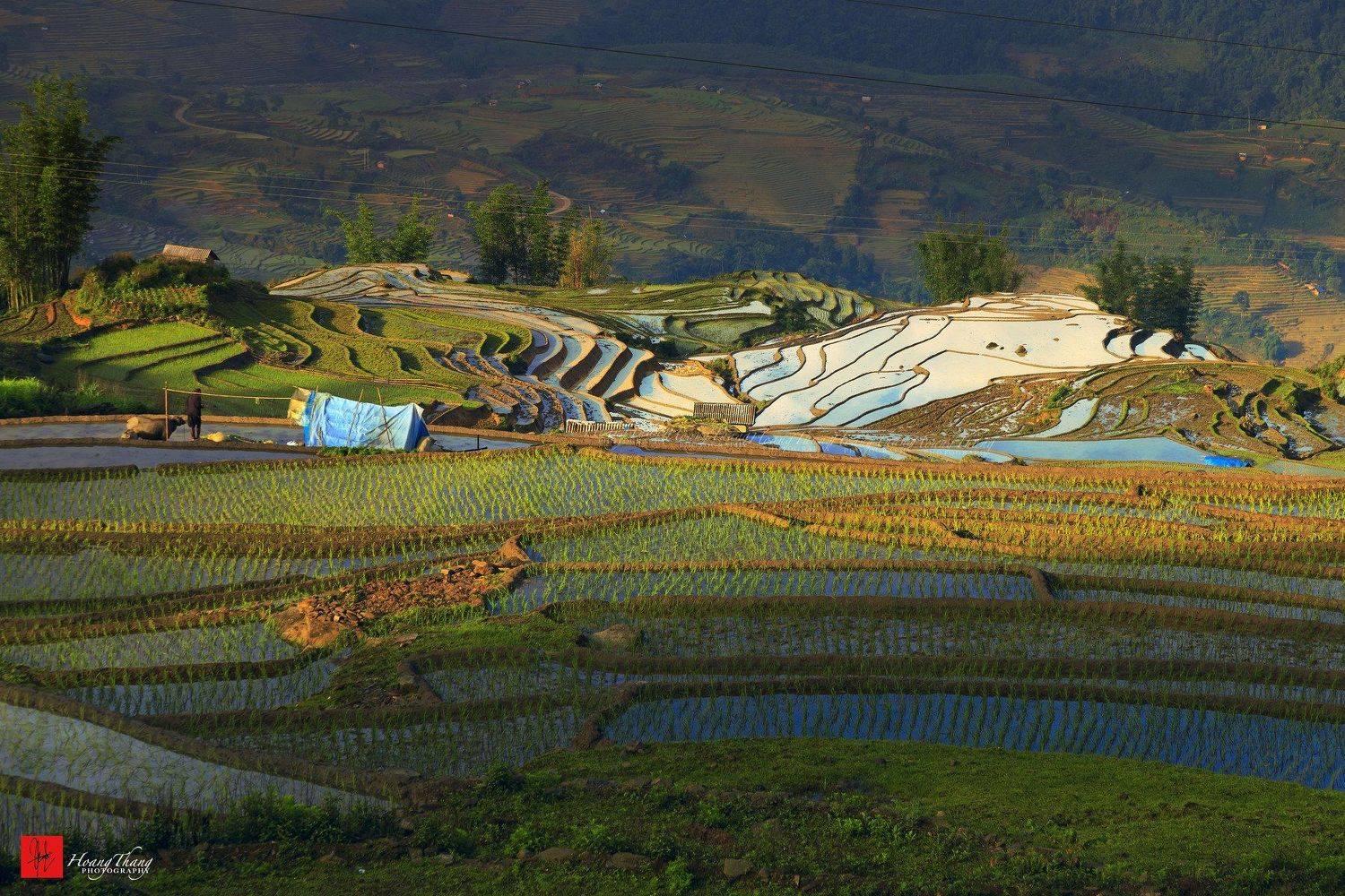 Y Ty season. Автор: Hoang Tat Thang , Hoang Tat Thang