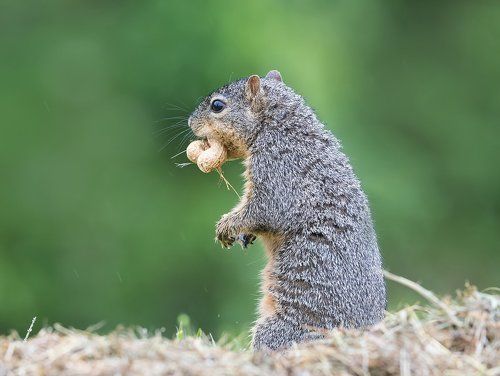 Лисья белка - Fox Squirrel