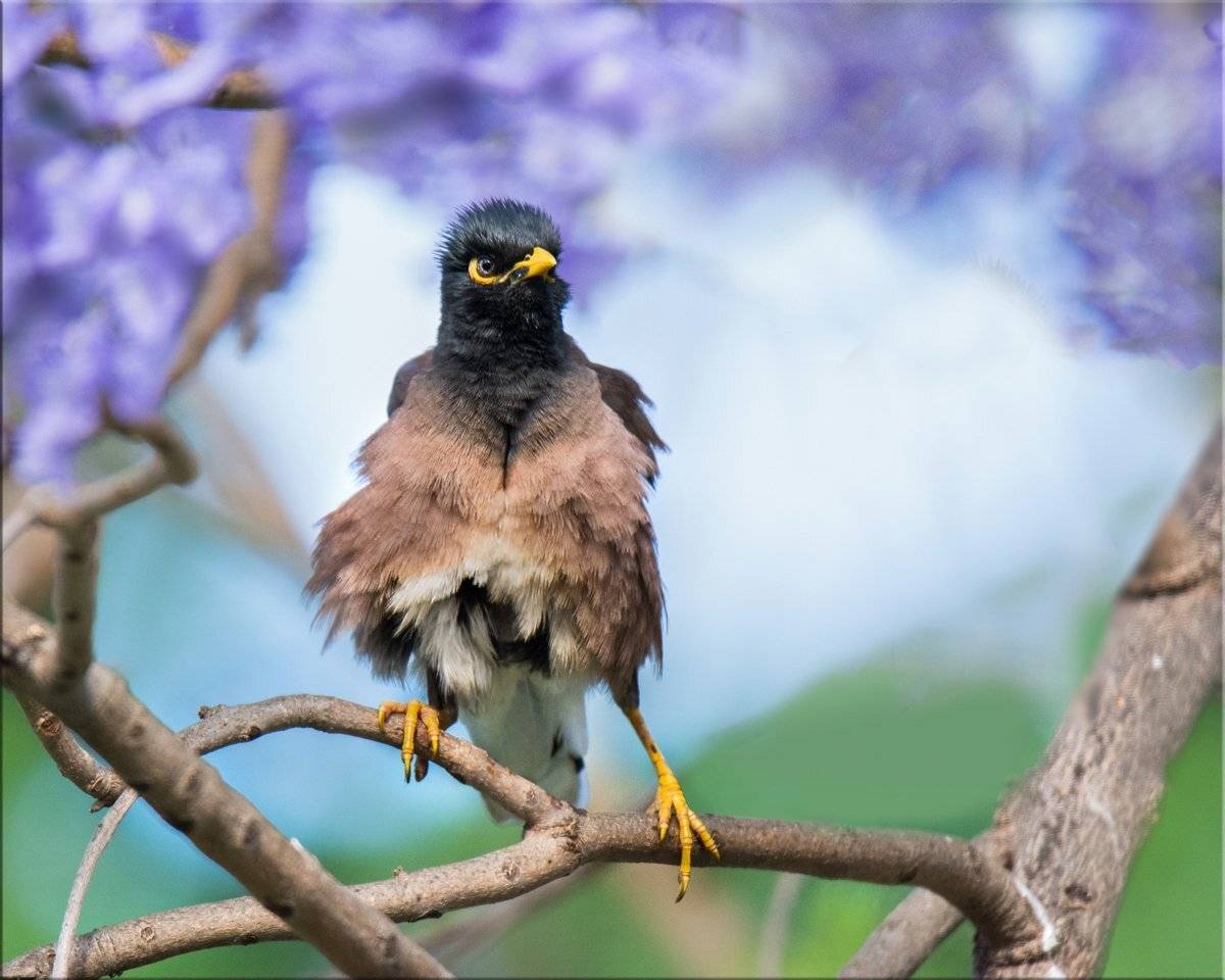 майна, скворец, жакаранда, дерево, май, Людмила Бекман