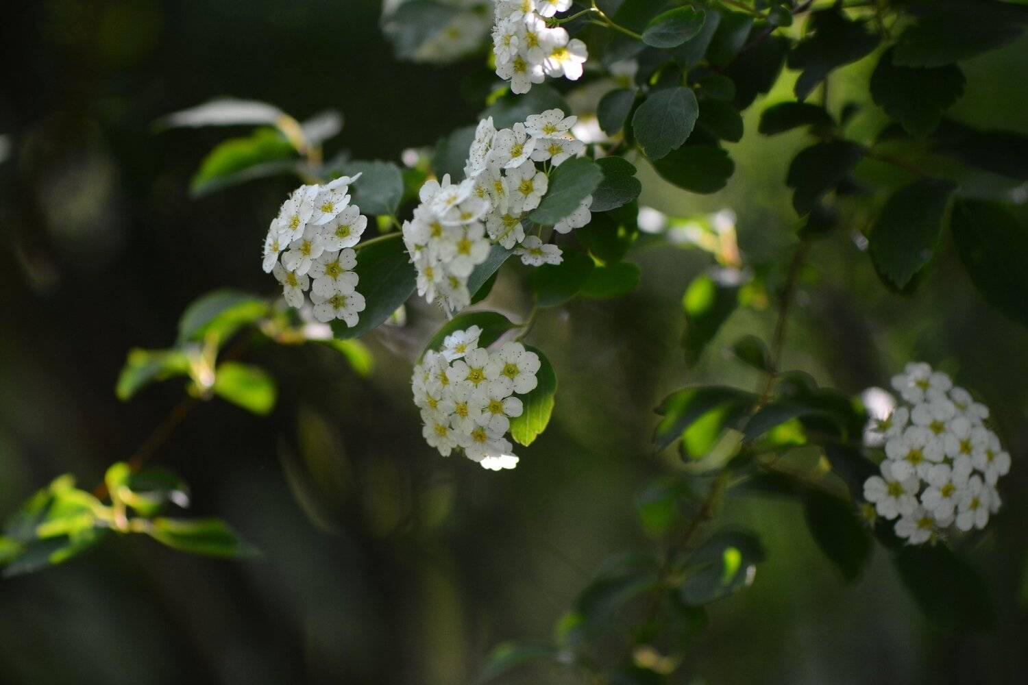 , Юрий Пужалин