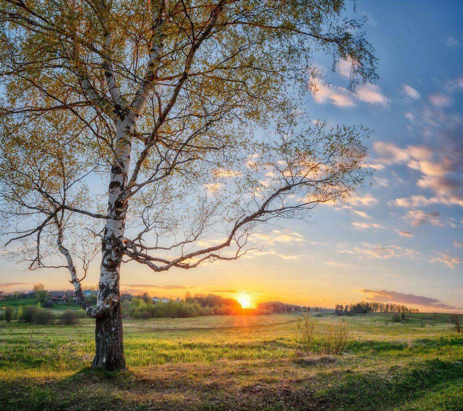 , Николай Андреев