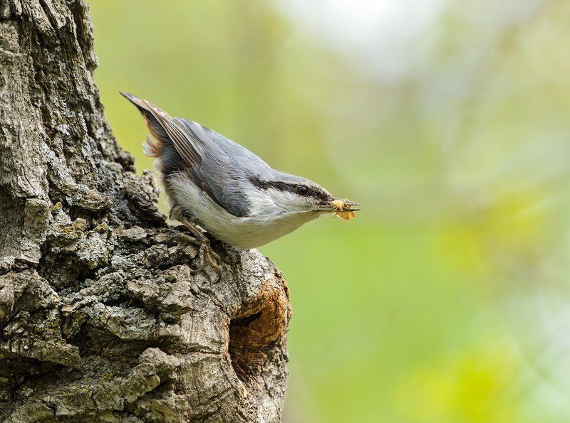 поползень поползень фото превью