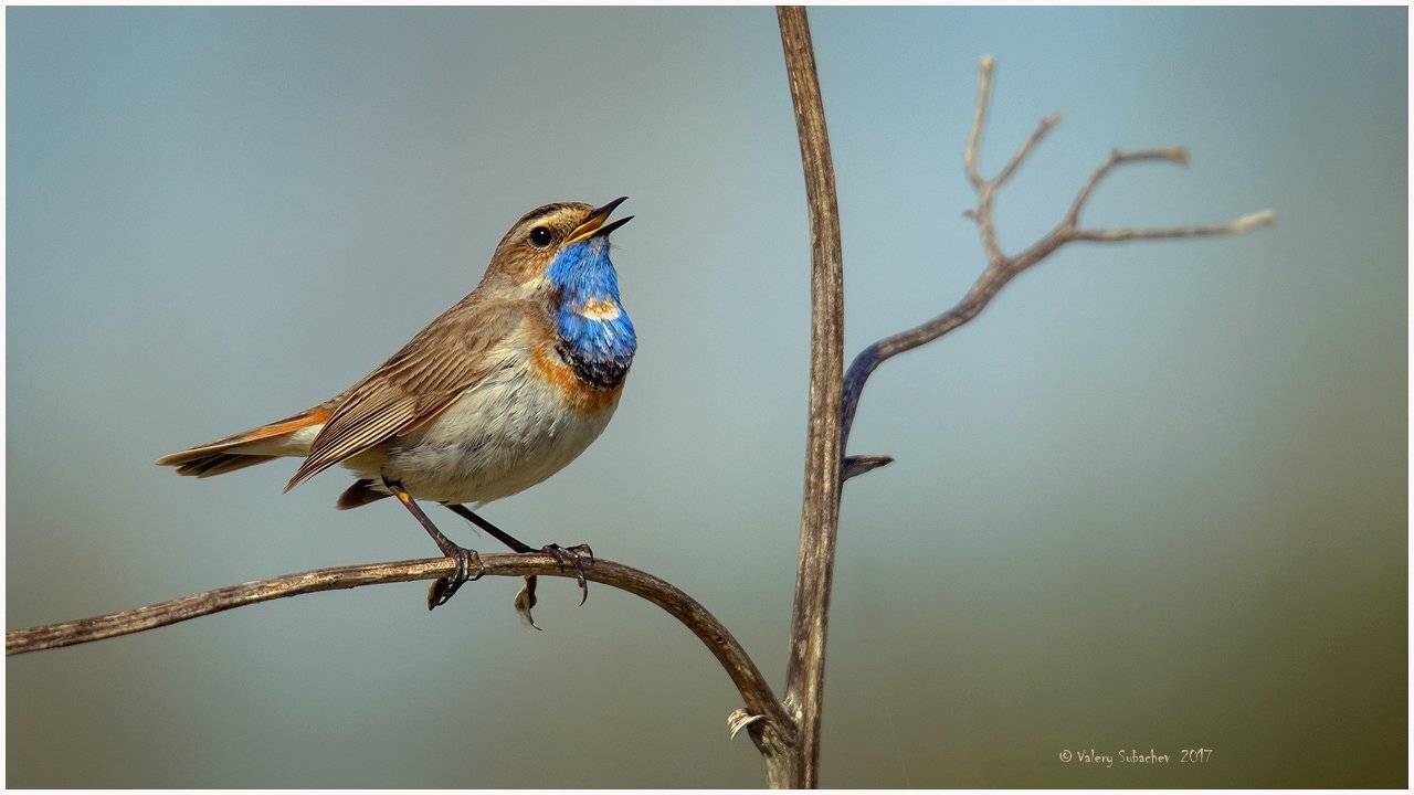 , Валерий Субачев