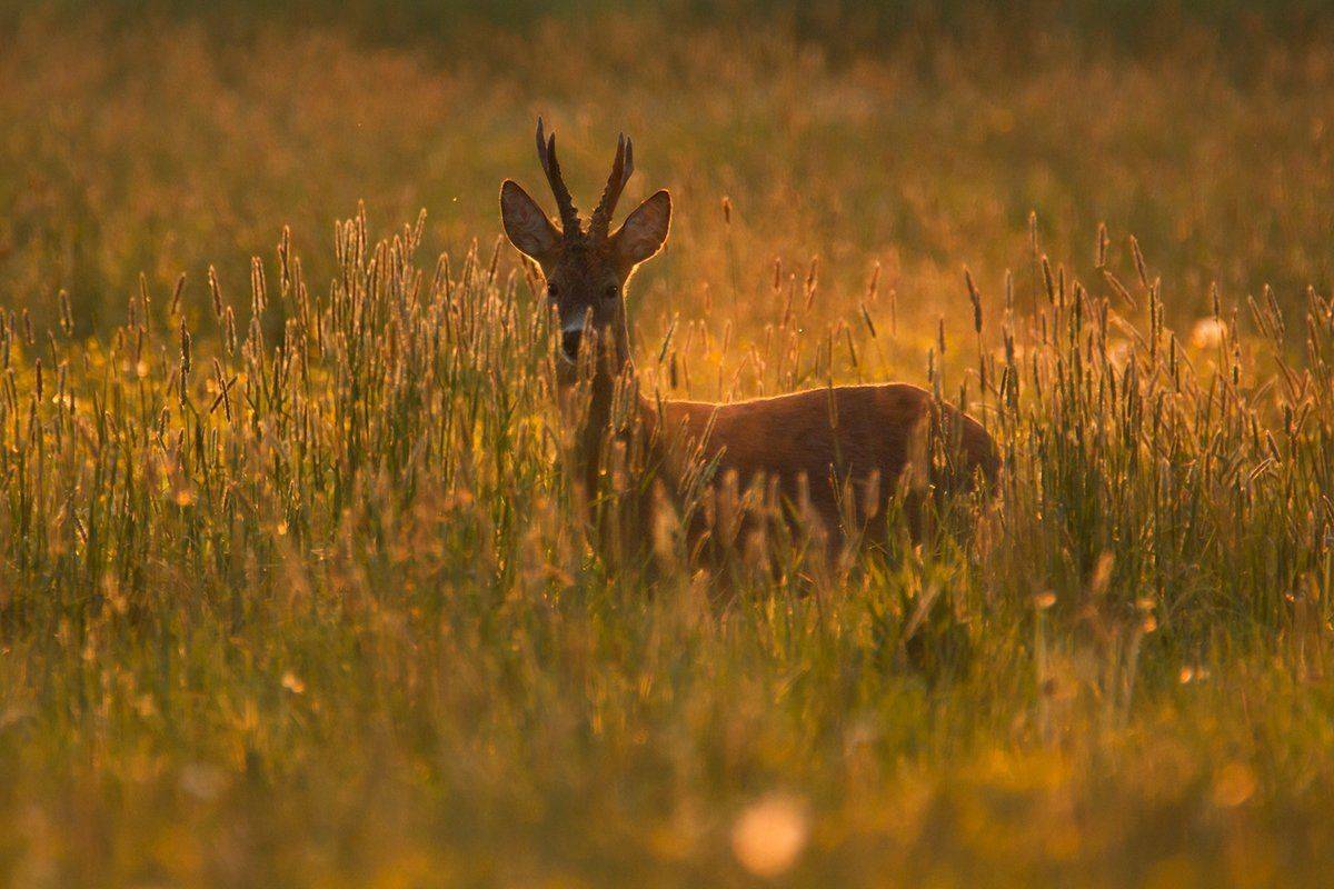 , Pawel Plucinski