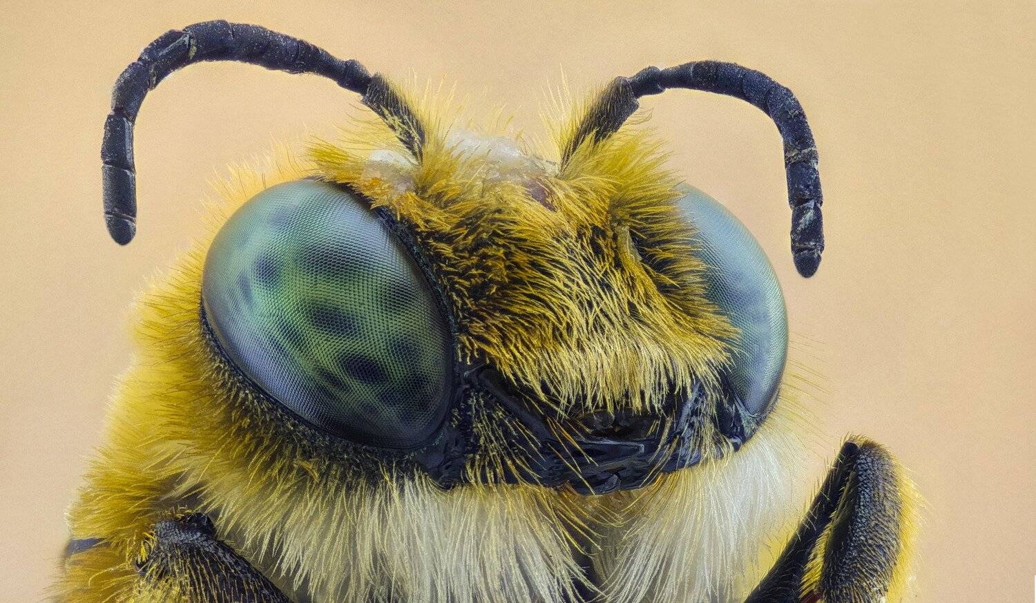 ceclii,macro,lgg4, extremmacro,  макро, Tsvetan Ganev