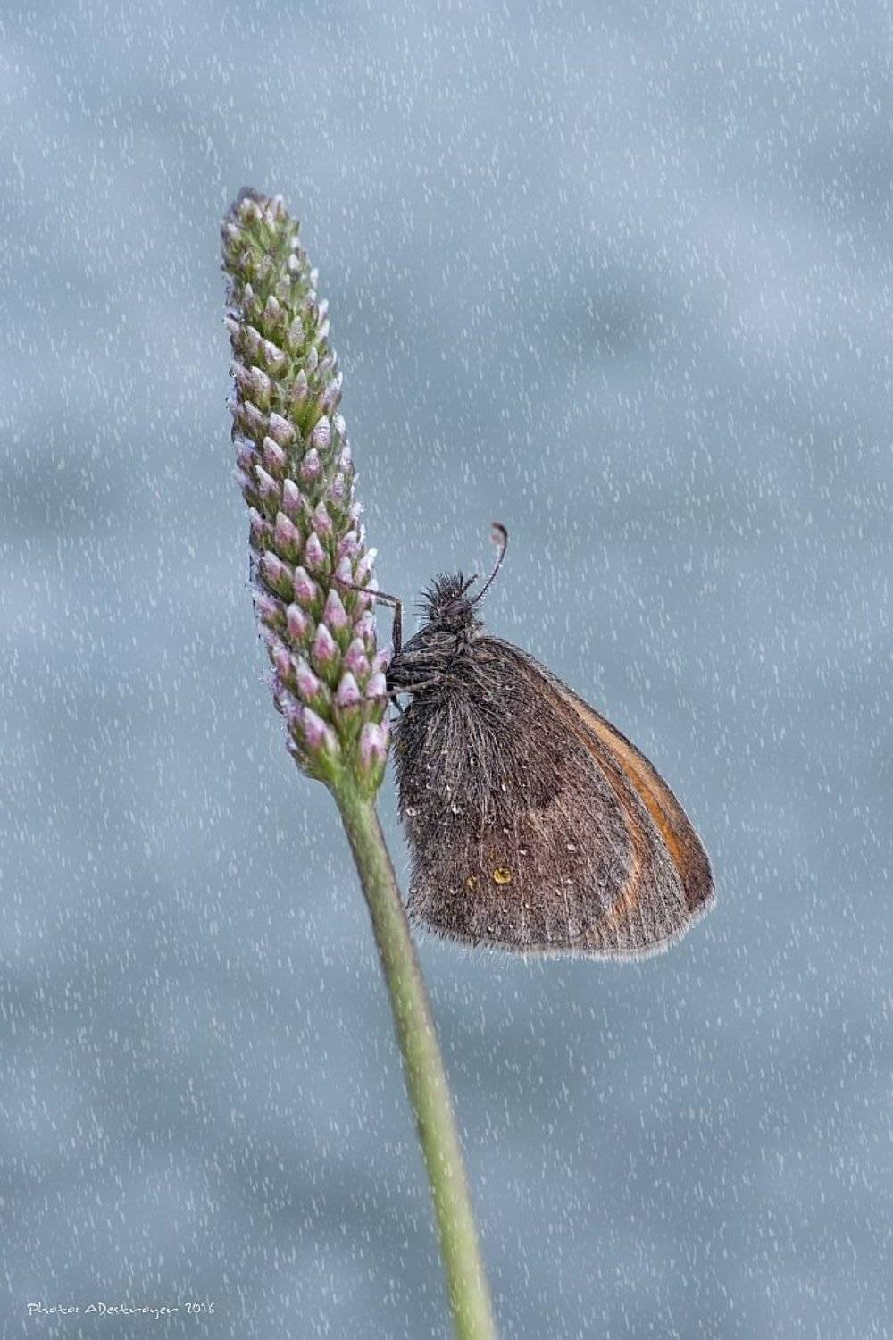nature macro butterfly, Ryszard Lal