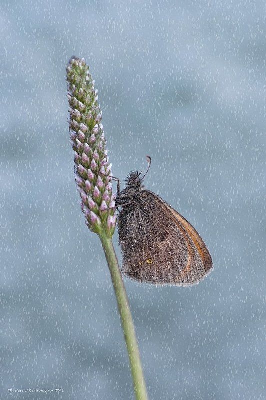 nature macro butterfly Fall Like Rain фото превью