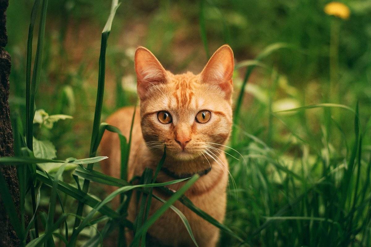 , Чернякова Анна