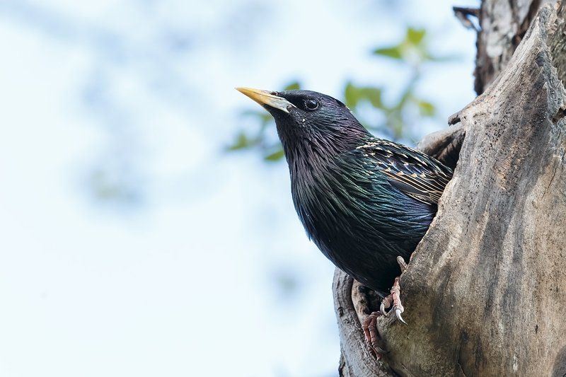 Из жизни скворцов фото превью