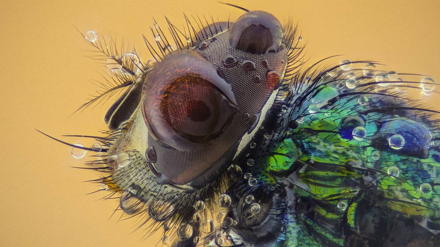 ceclii,macro,lgg4, extremmacro,  макро, Tsvetan Ganev