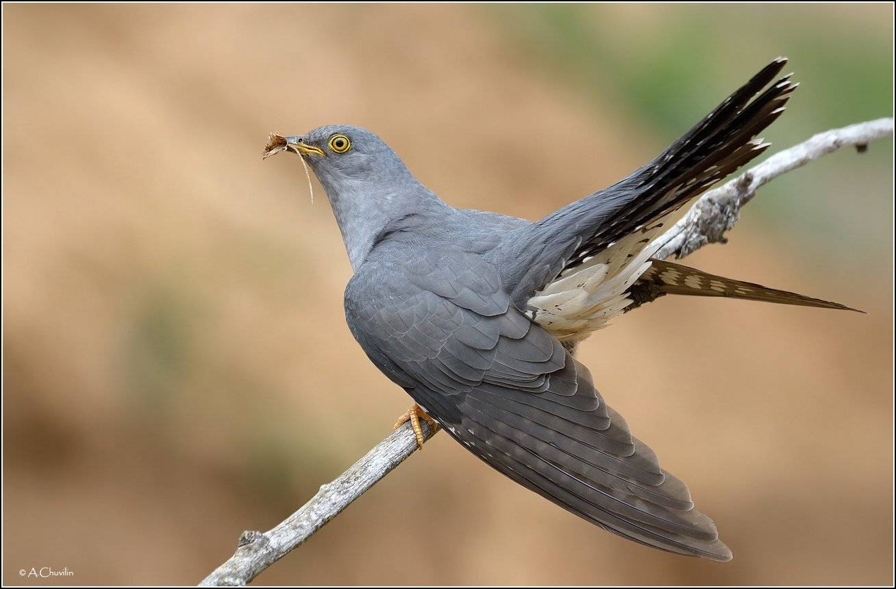 птица,кукушка, Александр Чувилин