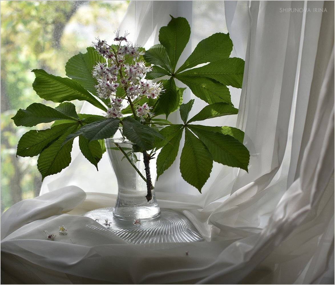 , Шипунова Ирина