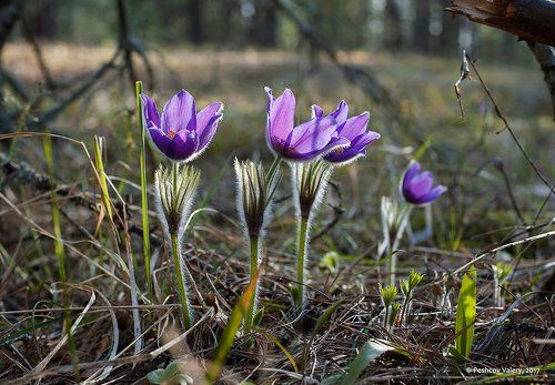 Pro  пушистики в контровом свете